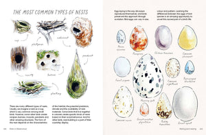 Birds in Watercolour