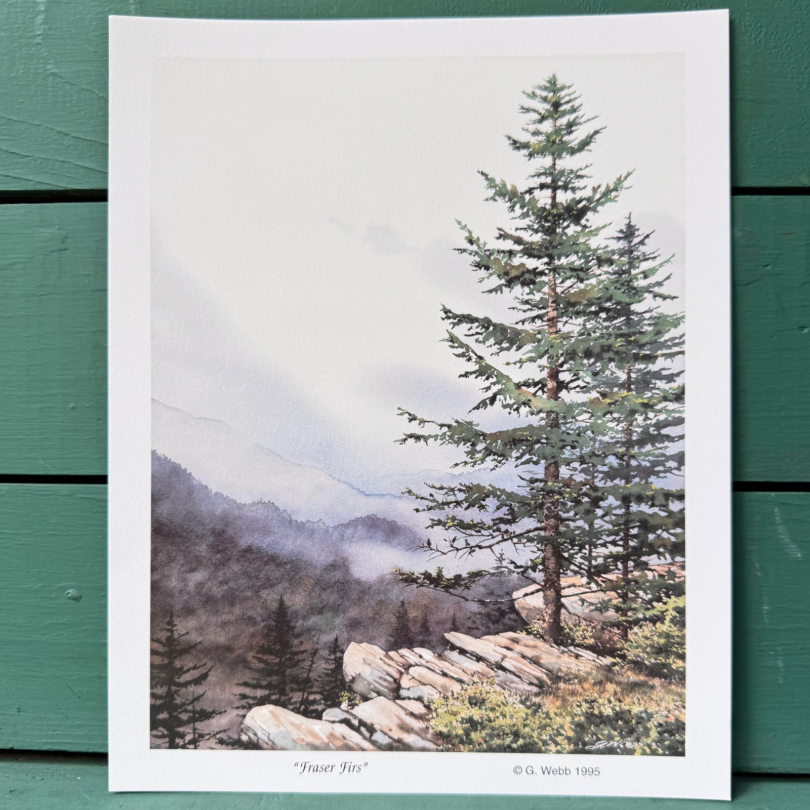 "Fraser Fir" Papa G. Webb Art Print