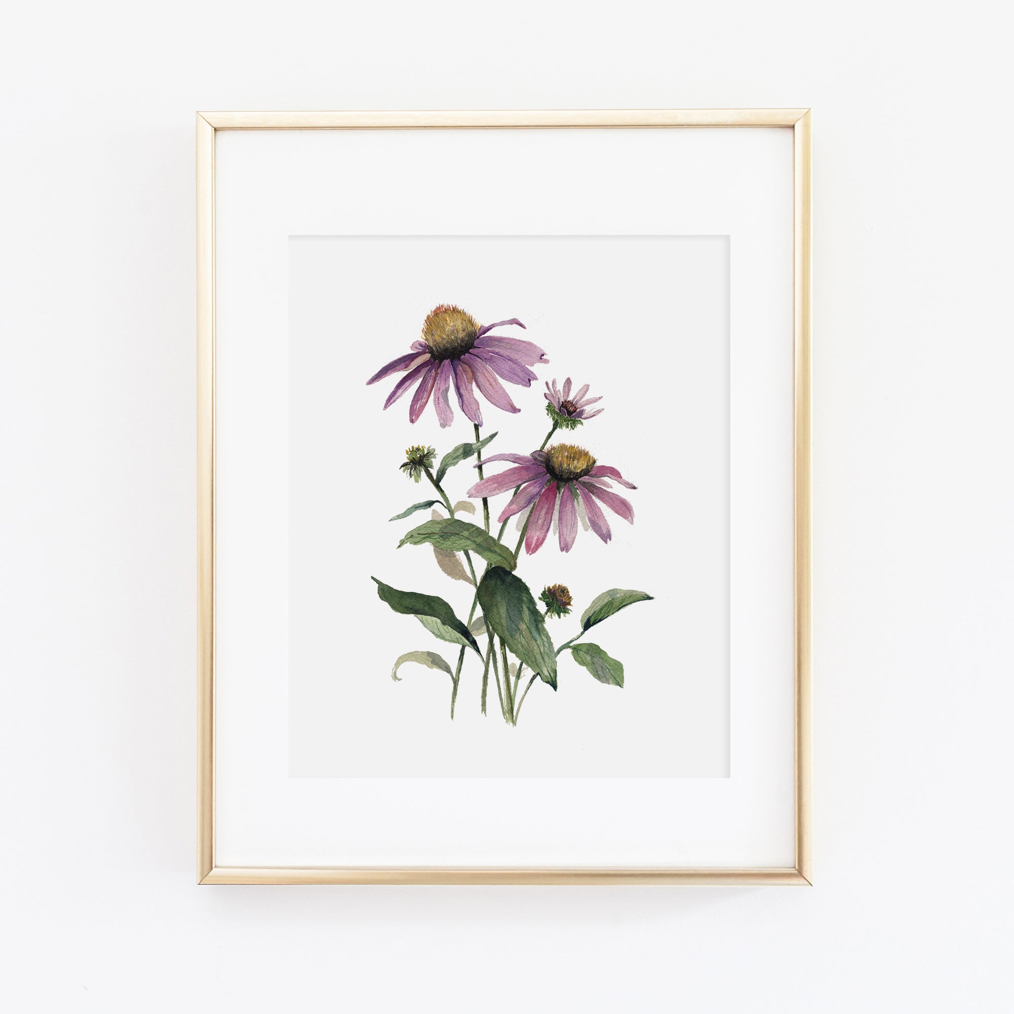 Coneflower/Echinacea Art Print