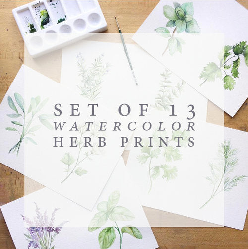 Watercolor Herb Print Set