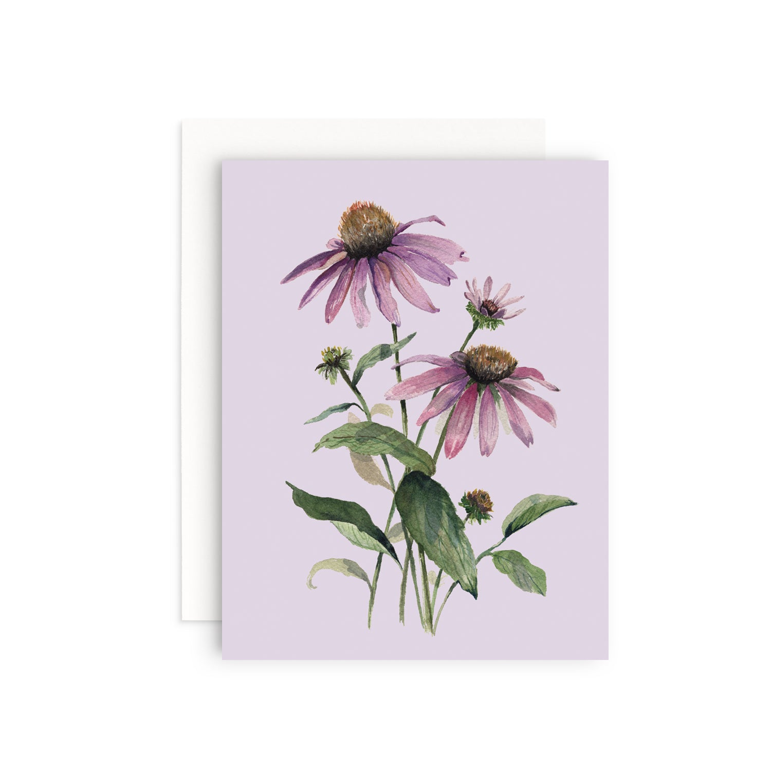 Coneflower Greeting Card